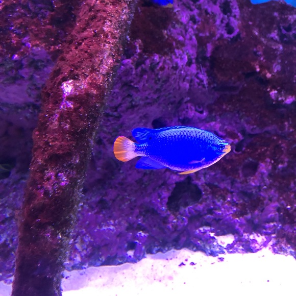 Meet your Posher, Judi - Picture 2 of 4